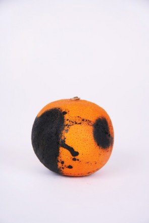 bloodorange10