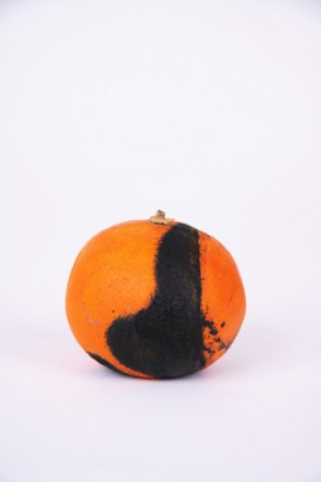 bloodorange3